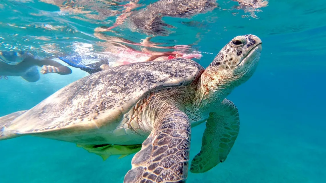 Abu-Dabbab Spiaggia delle Fiji