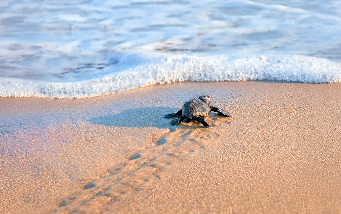 tartarughe-capo-verde Spiaggia delle Fiji